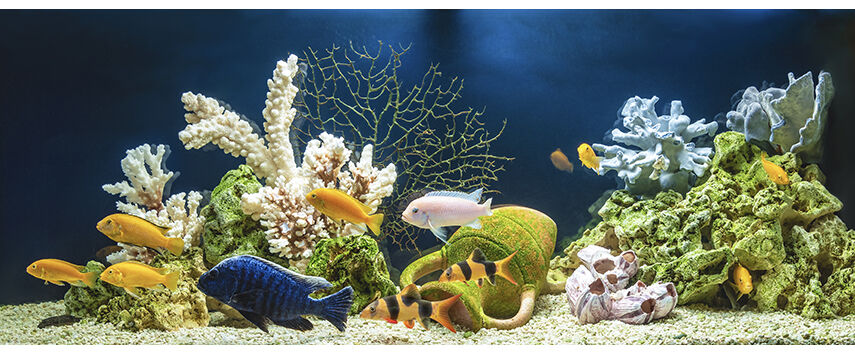 Marine Livestock Report